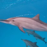 arcencielyoga-stage deyoga diamant et d'apnée avec les dauphins à Sataya - 3 dauphins