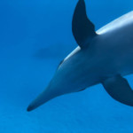 arcencielyoga-stage de yoga diamant et d'apnée avec les dauphins à Sataya - un dauphin