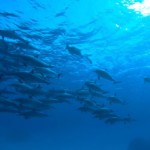 arcencielyoga-stage de yoga diamant et d'apnée avec les dauphins à Sataya - un nageur parmi les dauphins