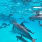 arcencielyoga-stage deyoga diamant et d'apnée avec les dauphins à Sataya - les dauphins de Sataya