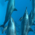 arcencielyoga-atelier-yoga-Sataya-5 dauphins