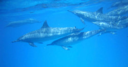 atelier yoga diamant et apnee meditative - Sataya - juin 2022 - dauphins